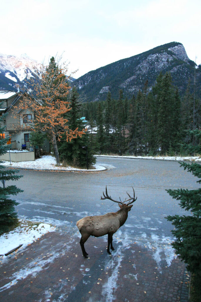 Banff urban elk